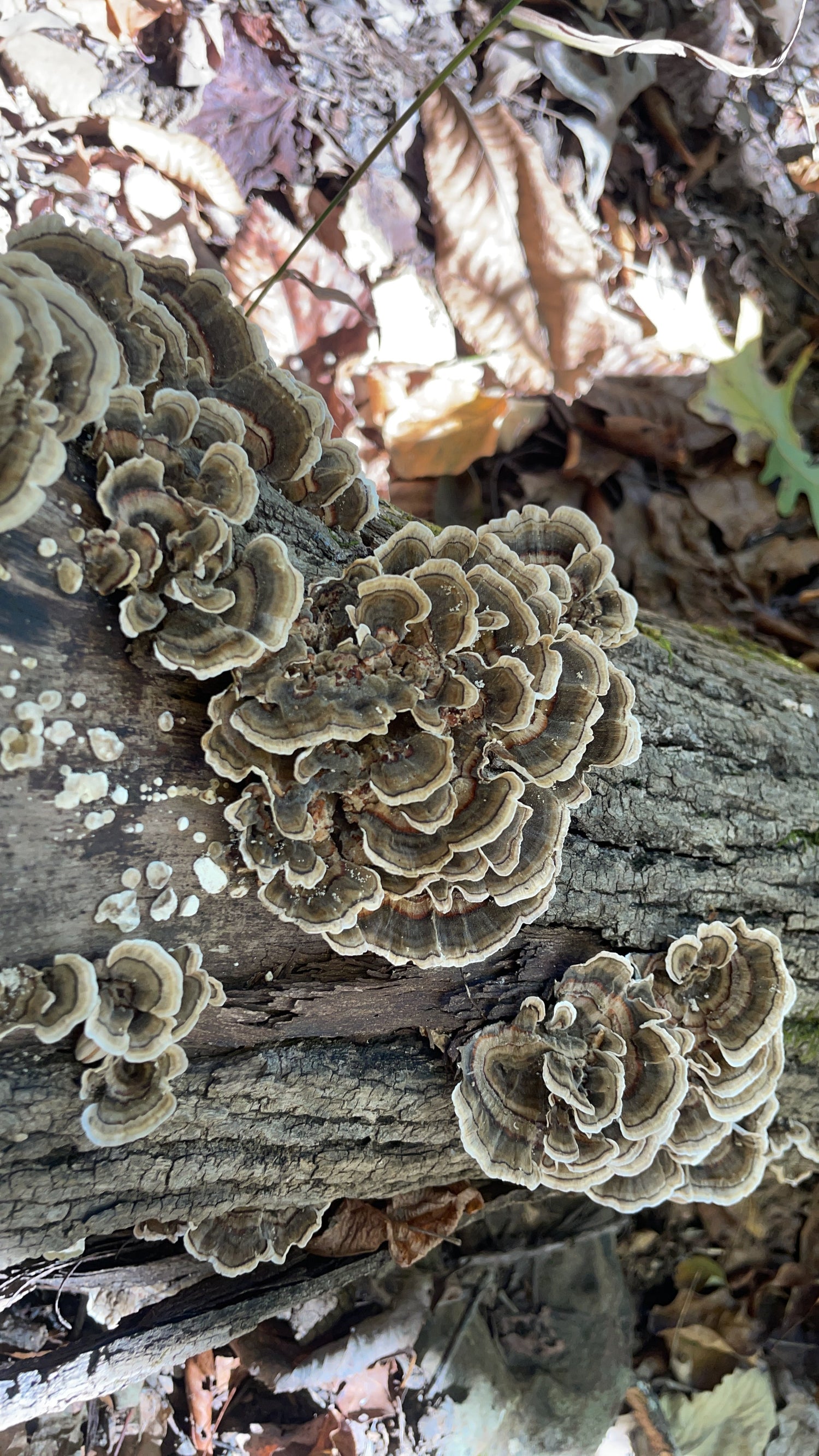 Wild Turkey Tail Broth for Thanksgiving Goodness: A Boost of Immunity, Umami, and the Best Conversation Starter at Your Table