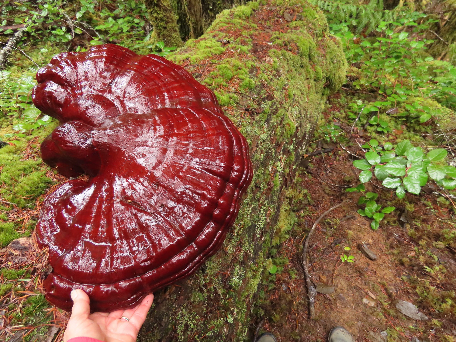 The Definitive Guide to Reishi's Health Benefits: Unlocking the Ancient Power of Ganoderma with Modern Scientific Research