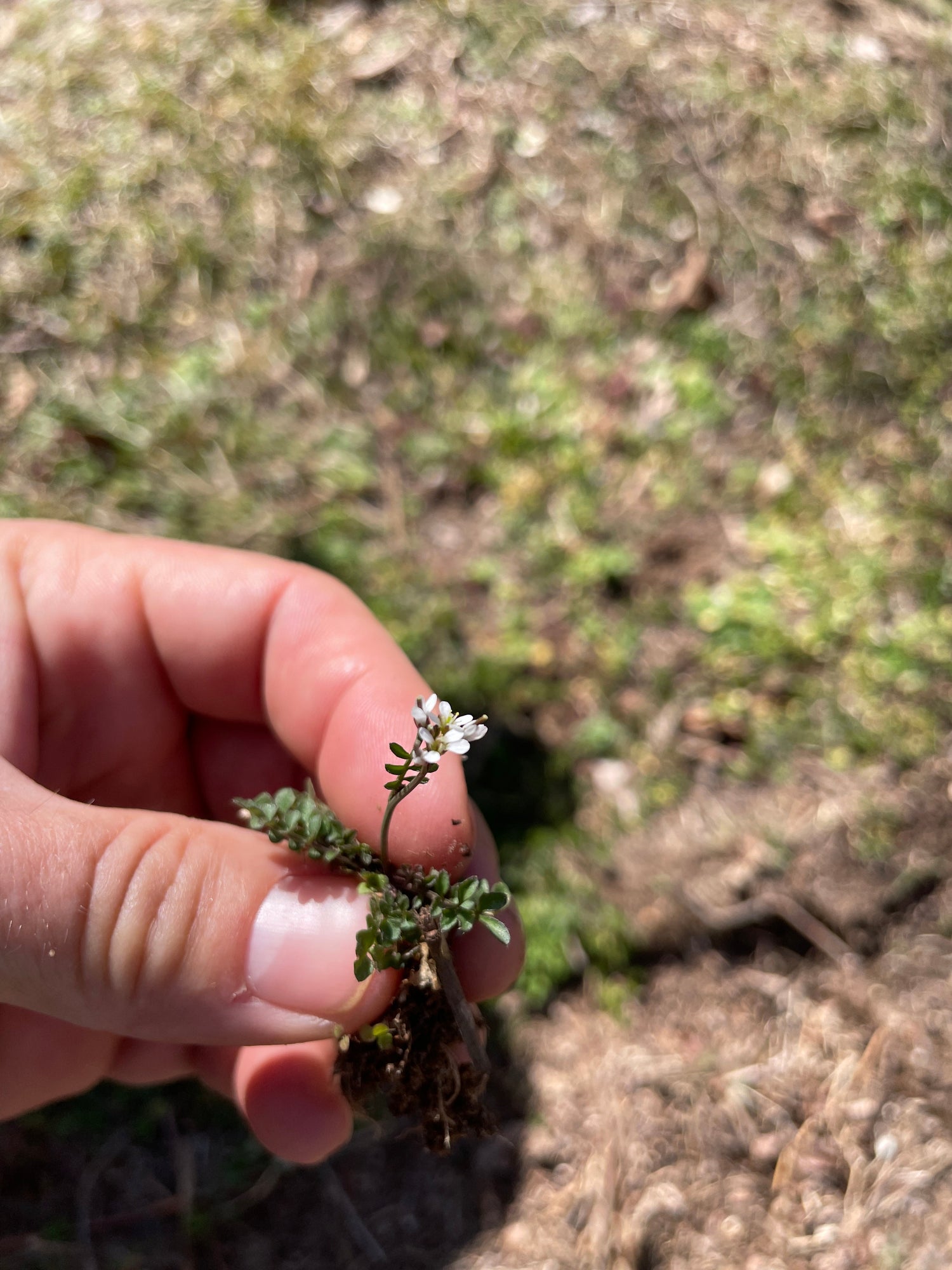 Hairy Bittercress - A common early spring edible you haven't eaten yet