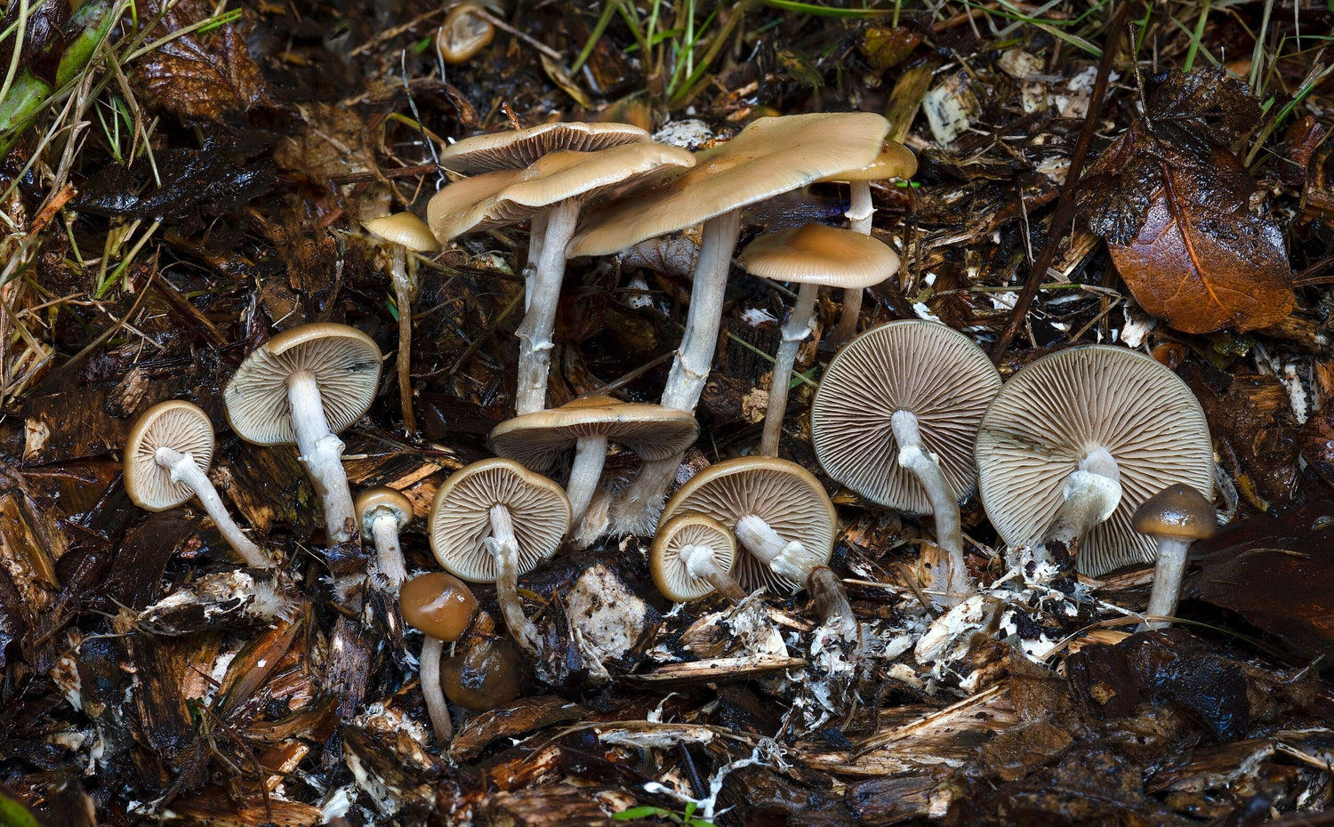 A Complete Guide to Arkansas’s Psilocybin Renaissance: From Ozark Forays to Molecular Breakthroughs