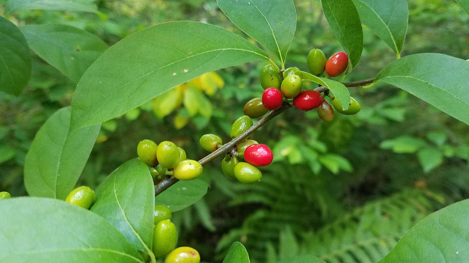 The Ultimate Guide to Cooking with Spicebush Berries