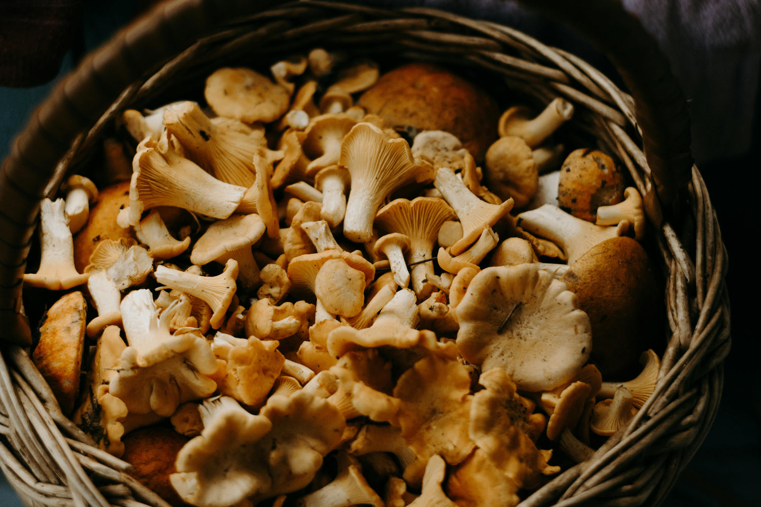 Foraging Our Way Back to God's Original Garden