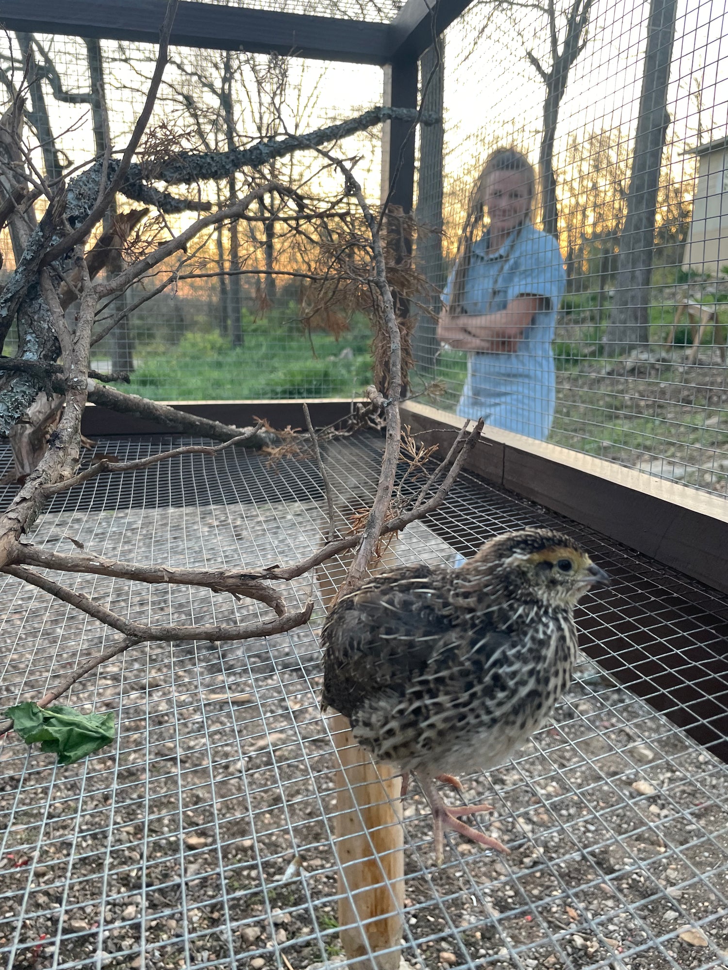 Jumbo Coturnix Quail Hatching Eggs (18) — Selected for Size, Strength, and Simplicity. We hand-raise each bird and select breeding stock for beautiful eggs and strong birds. .