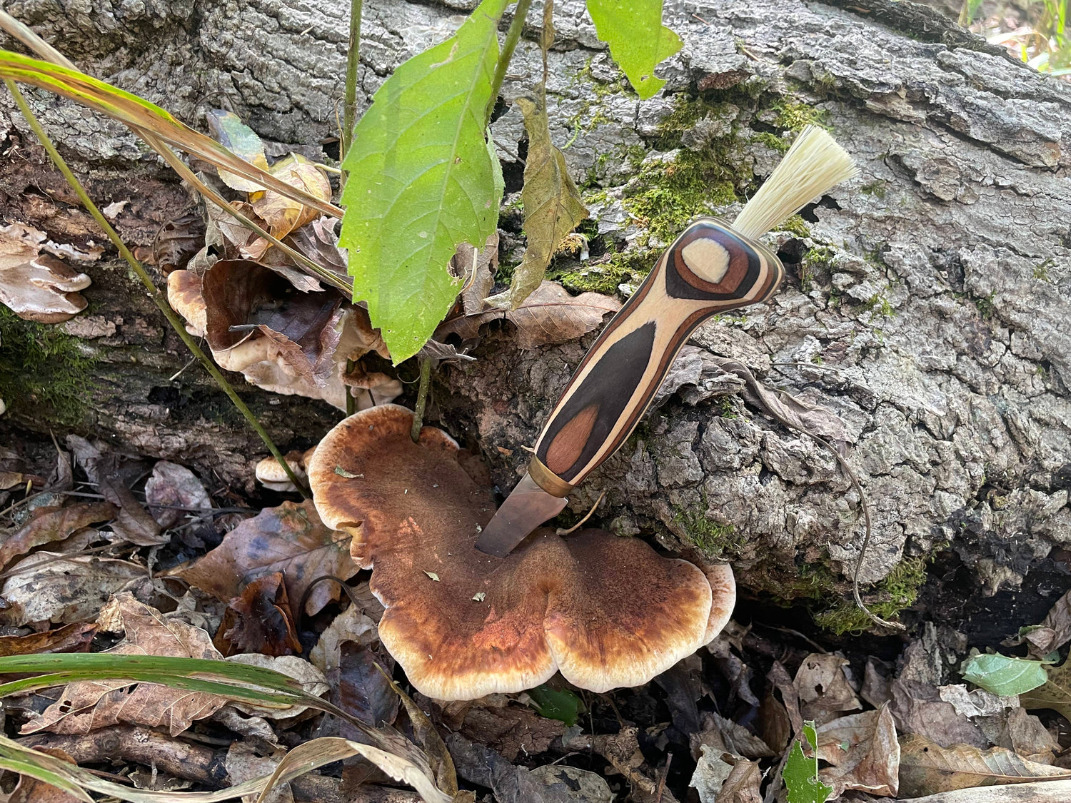 Finnish Mushroom Foraging Knife - Zebra Wood Handle with Boar Bristle Brush - Traditional Scandinavian Forager's Tool