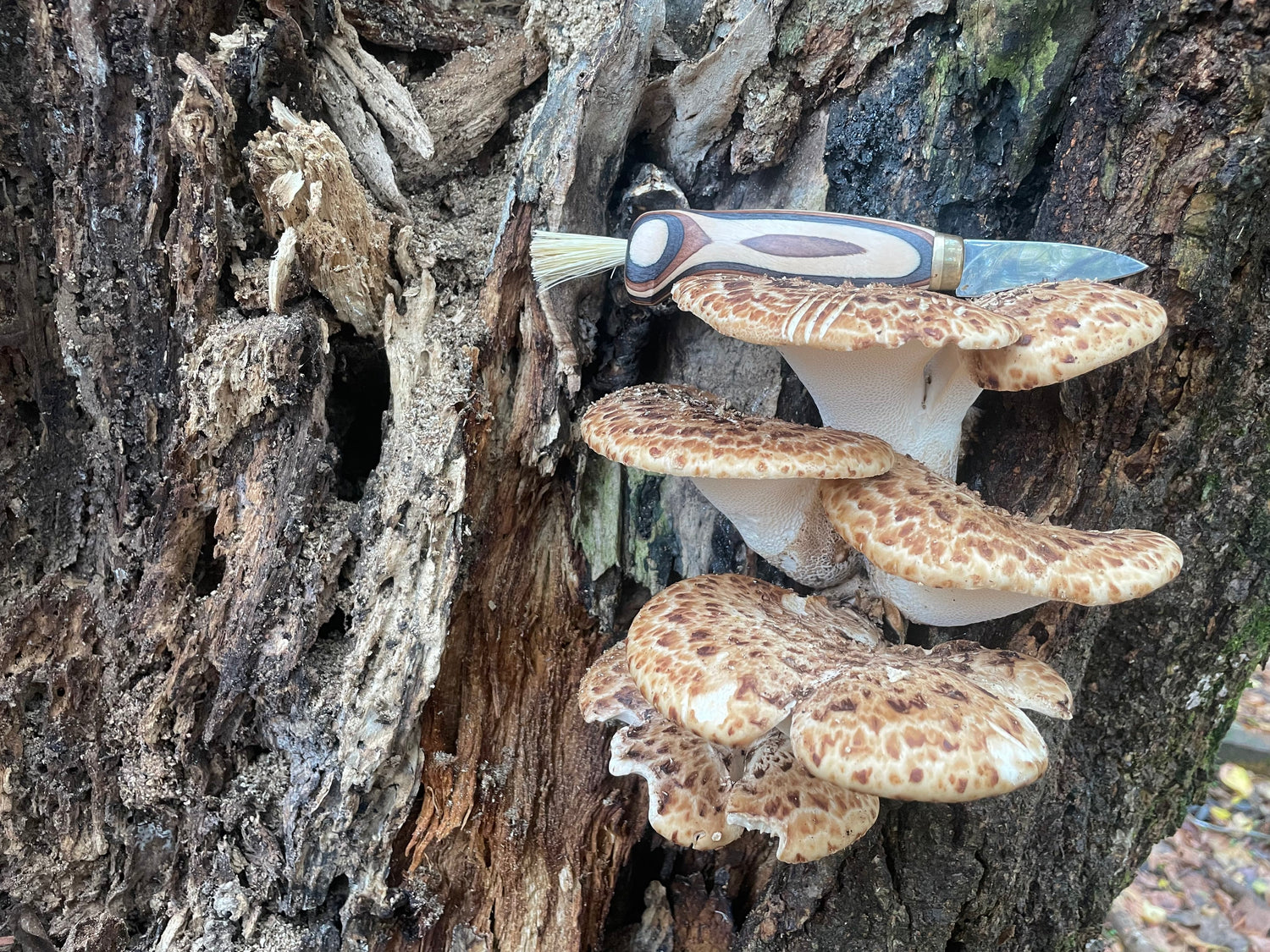 Finnish Mushroom Foraging Knife - Zebra Wood Handle with Boar Bristle Brush - Traditional Scandinavian Forager's Tool