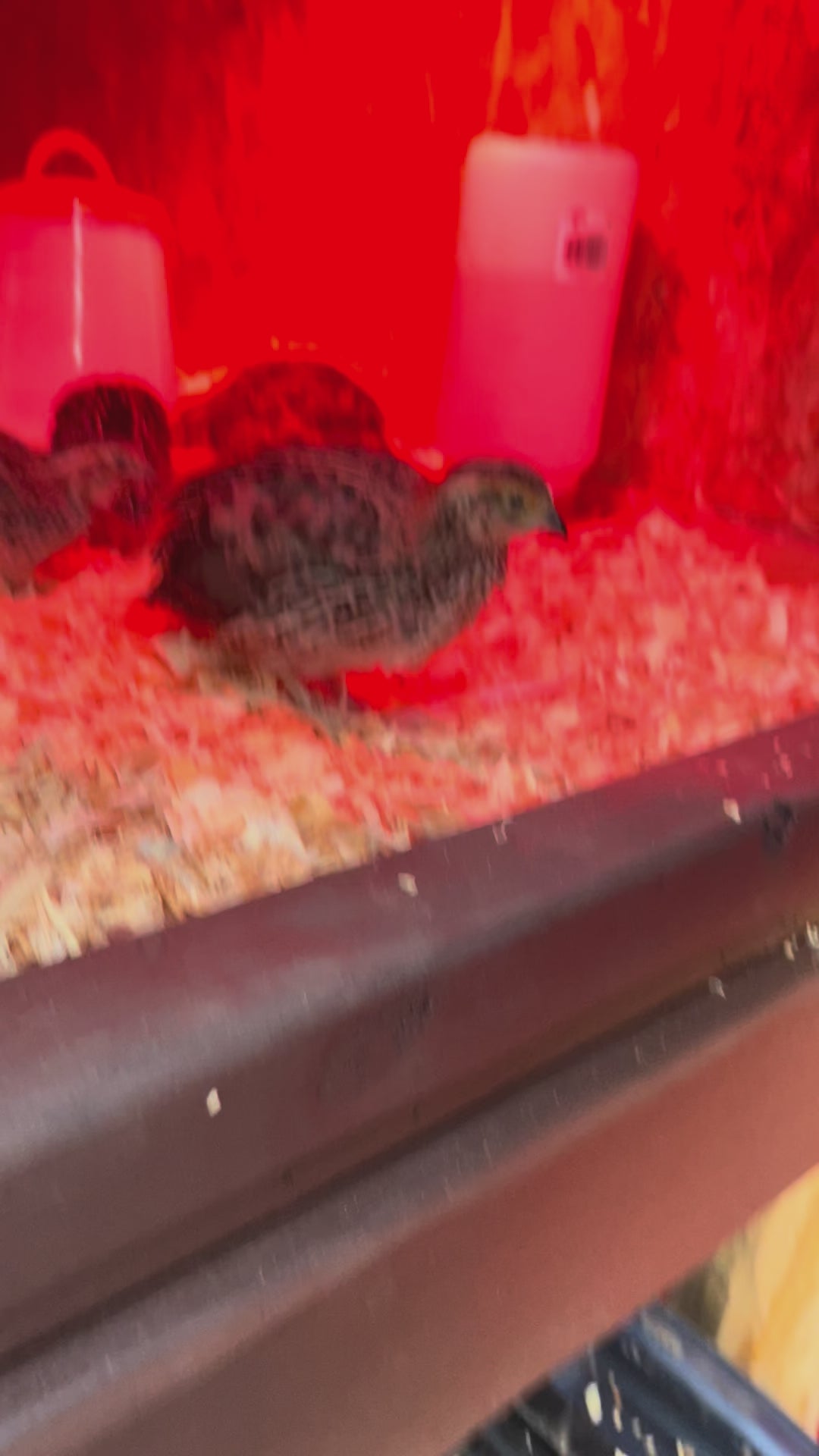 Jumbo Coturnix Quail Hatching Eggs (18) — Selected for Size, Strength, and Simplicity. We hand-raise each bird and select breeding stock for beautiful eggs and strong birds. .