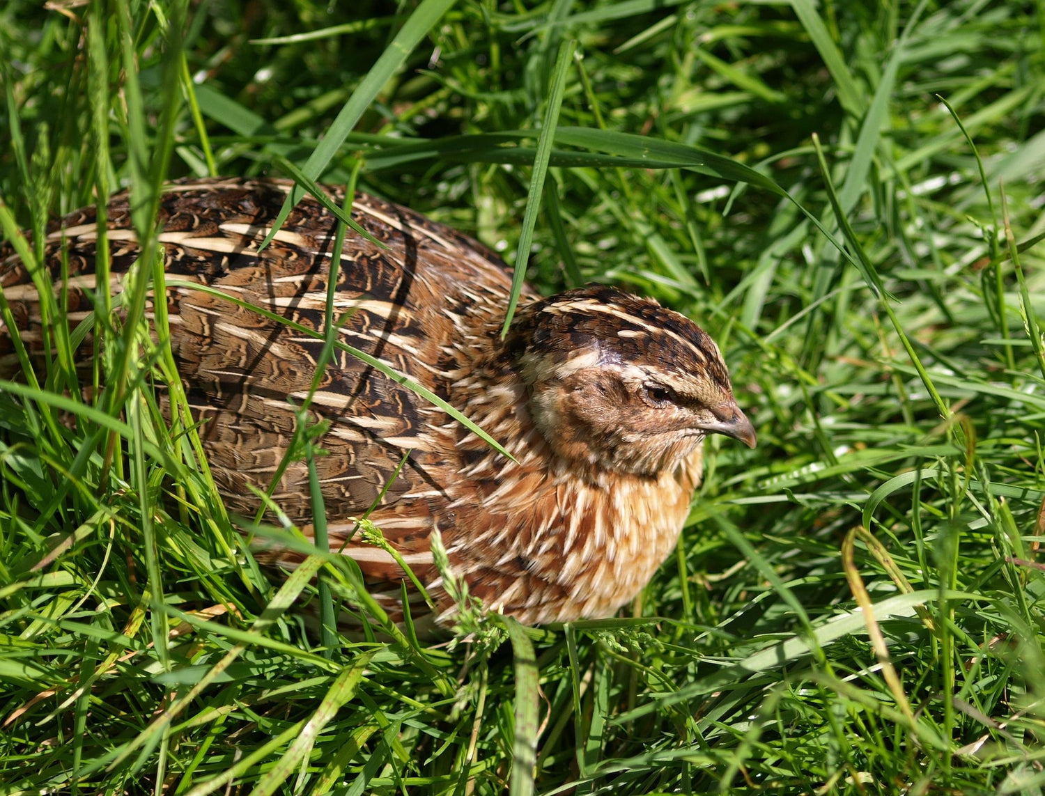 Jumbo Coturnix Quail Hatching Eggs (18) — Selected for Size, Strength, and Simplicity. We hand-raise each bird and select breeding stock for beautiful eggs and strong birds. .