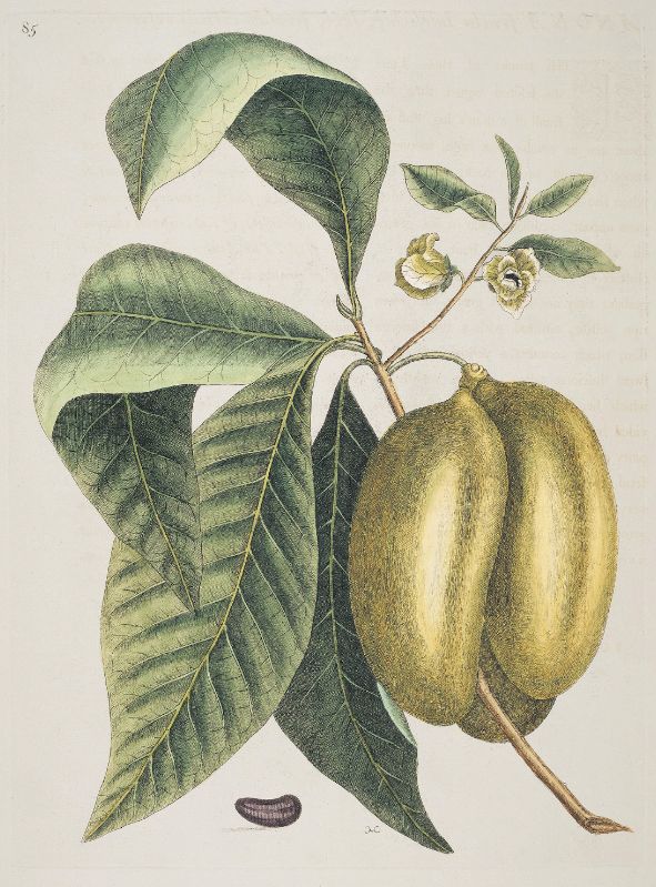 The Ultimate Guide to Finding and Foraging Pawpaws