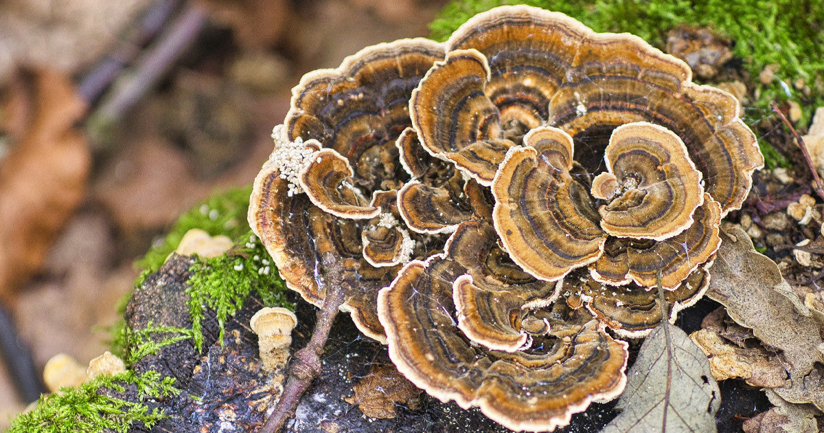 Turkey Tail: The Forager's Guide to One of Nature's Most Researched Healing Mushrooms