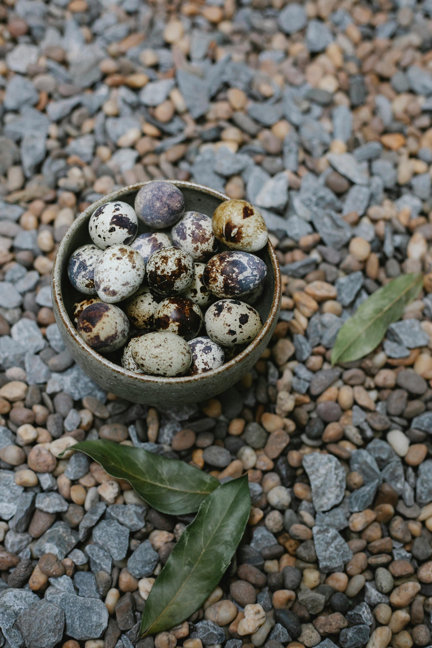 Jumbo Coturnix Quail Hatching Eggs (18) — Selected for Size, Strength, and Simplicity. We hand-raise each bird and select breeding stock for beautiful eggs and strong birds. .