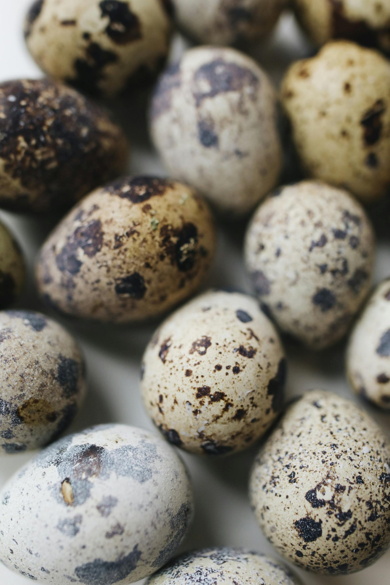 Jumbo Coturnix Quail Hatching Eggs (18) — Selected for Size, Strength, and Simplicity. We hand-raise each bird and select breeding stock for beautiful eggs and strong birds. .