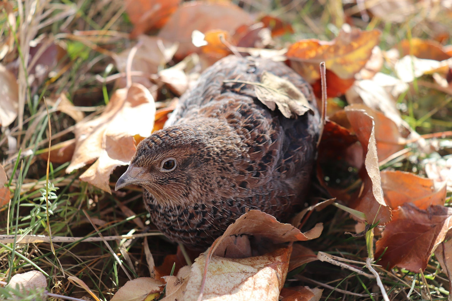 Jumbo Coturnix Quail Hatching Eggs (18) — Selected for Size, Strength, and Simplicity. We hand-raise each bird and select breeding stock for beautiful eggs and strong birds. .